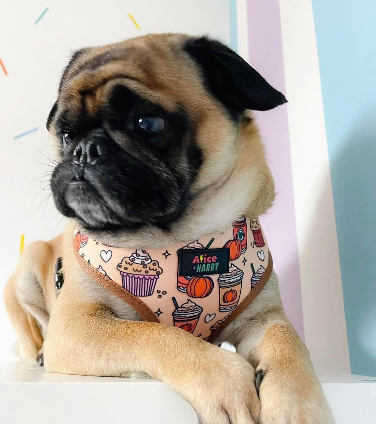 Pumpkin Spice Latte Adjustable Pet Harness