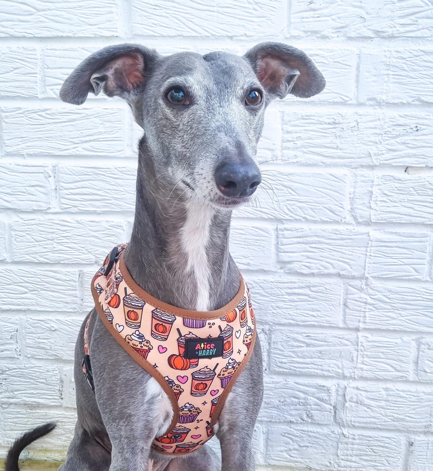 Pumpkin Spice Latte Adjustable Pet Harness