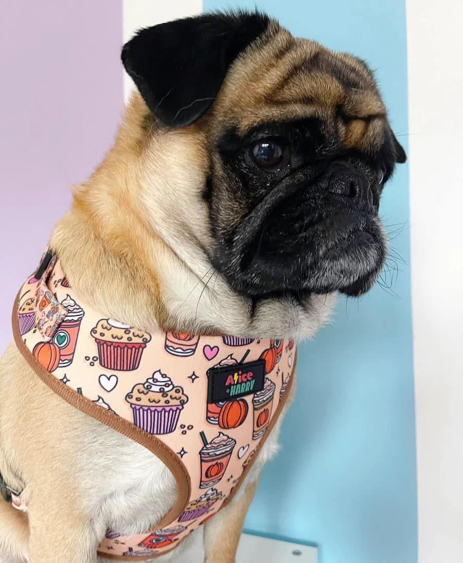 Pumpkin Spice Latte Adjustable Pet Harness